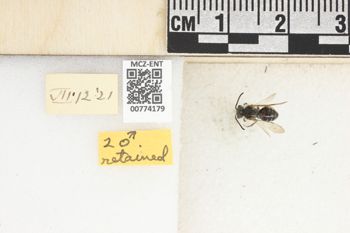 Media type: image;   Entomology 774179 Aspect: Labels